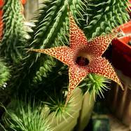 Huernia pillansii Как они цветут