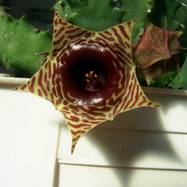 Huernia zebrina Как они цветут