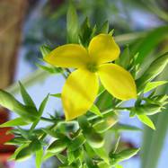 Kalanchoe laciniata  Как они цветут