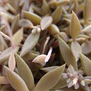 Lenophyllum pusillum Как они цветут