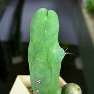 Lophocereus schottii f.monstrosa  Lophocereus