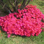 Mesembryanthemum MESEMBRYANTHEMUM (МЕЗЕМБРИАНТЕМУМ)