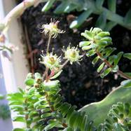 Monanthes muralis Как они цветут