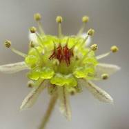 Monanthes pallens Как они цветут