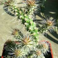 Opuntia bigelowii  Opuntia