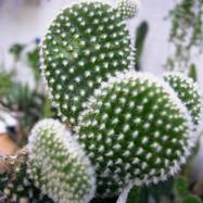 Opuntia microdasys var.albispina  Opuntia