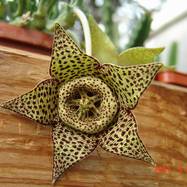 Orbea variegata Как они цветут