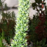 Orostachys ivarenge  Как они цветут