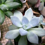 Pachyphytum amethystinum Pachyphytum (Пахифитум)