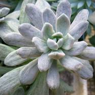 Pachyphytum amethystinum var.variegata Pachyphytum (Пахифитум)