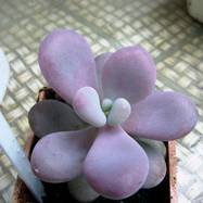 Pachyphytum amilata Pachyphytum (Пахифитум)