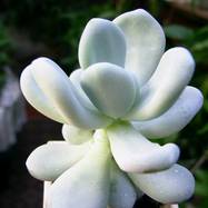 Pachyphytum bracteosum Pachyphytum (Пахифитум)