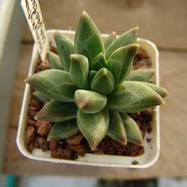 Pachyphytum werdermanii Pachyphytum (Пахифитум)