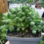 Pachyphytum werdermanii f.cristata Pachyphytum (Пахифитум)