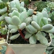 Pachyphytum glutinicaule Pachyphytum (Пахифитум)