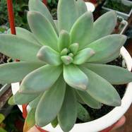 Pachyphytum longifolium? Pachyphytum (Пахифитум)