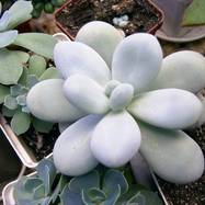 Pachyphytum oviferum Pachyphytum (Пахифитум)