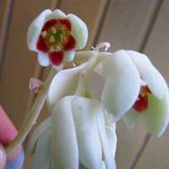 Pachyphytum oviferum Как они цветут