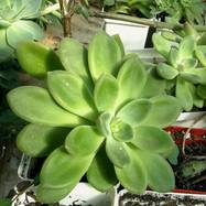 Pachyphytum sp. Pachyphytum (Пахифитум)