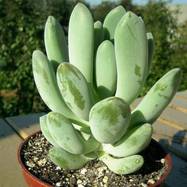 Pachyphytum sp. Pachyphytum (Пахифитум)