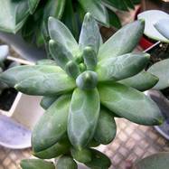 Pachyphytum compactum Pachyphytum (Пахифитум)