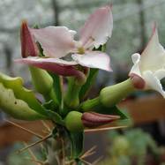 Pachypodium saundersii Как они цветут