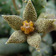 Piaranthus foetidus Как они цветут