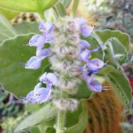 Plectranthus melissioides Как они цветут
