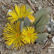 Pleiospilos compactus PLEIOSPILOS (ПЛЕЙОСПИЛОС)