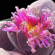 Pleiospilos nelii PLEIOSPILOS (ПЛЕЙОСПИЛОС)