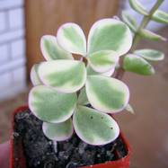 Portulacaria afra var.variegata Пестролистные формы