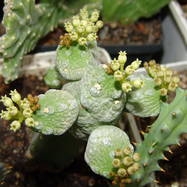 Pseudolithos caput-viperae Как они цветут