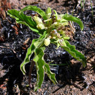 Raphionacme globosa RAPHIONACME (РАФИОНАКМЕ)