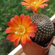 Rebutia sp. Rebutia
