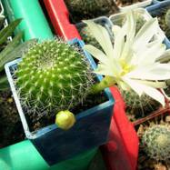 Rebutia krainziana var.albiflora  Rebutia