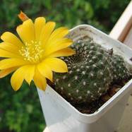 Rebutia marsoneri  Rebutia