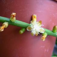 Rhipsalis prismatica Rhipsalis