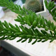 Rhipsalis sp. Rhipsalis