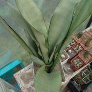 Sansevieria trifasciata cv 'Silver Moon' Sansevieria