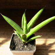 Sansevieria cylindrica var.patula Sansevieria