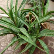 Sansevieria dooneri Sansevieria