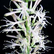 Sansevieria dooneri Как они цветут