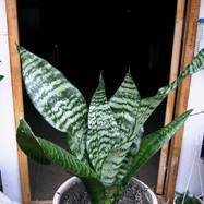 Sansevieria craigii Sansevieria