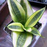 Sansevieria trifasciata cv 'Golden Hahnii' Sansevieria