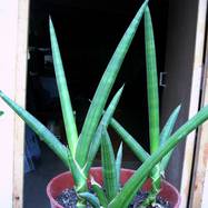Sansevieria gracilis Sansevieria