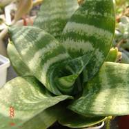 Sansevieria trifasciata cv 'Hahnii' Sansevieria