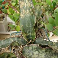 Sansevieria kirkii Sansevieria