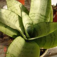Sansevieria trifasciata cv 'Silver Hahnii' Sansevieria