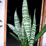 Sansevieria trifasciata Sansevieria