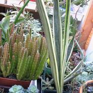 Sansevieria cv 'Bantels Sensation' Sansevieria